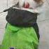 Это я на пляже Pets корги Dog Corgi Tiktok Corgilove Doglover Corgiclub Funny Shorts