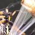 Garden Spider Wraps Grasshopper Prey Extremely Fast