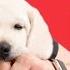 How To Train Your Puppy To Stop Biting