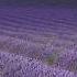 DoTERRA Lavender Oil Uses And Benefits
