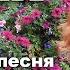 Все в тебе Авторская песня Наталия Ширяева