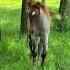 Just Me And The Baby Quarter Horses Hanging Out In The Foal Pasture