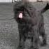 RUSSKAYA ROSKOSH BLACKJACK Affenpinscher Male