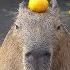 Capybara With Mandarin Orange On Head みかんを頭にのせるカピバラ 伊豆シャボテン動物公園元祖カピバラ露天風呂 MAESTRO ZEN