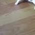 SHIH TZU PUPPIES Shortvideo Short Shorts Shihtzu Shihtzupuppy