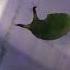 How Angled Sunbeam Caterpillar Defends Itself