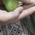 Treatment Of EYES INFECTION In Parrots Very Helpful For You DR KHALIL