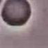 Crawling Neutrophil Chasing A Bacterium