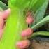 Make Your Own Aloe Vera Compost From Kitchen Waste To Help Plants Grow Faster
