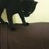 Leave Me Alone Or Else Black Cat Angry Shorts Funny Cats Cute