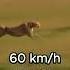 Speed Of A Cheetah Acceleration 0 120 Km H Cheetah Speed Animals
