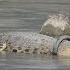 Crocodile Lives With Tyre Around Its Neck
