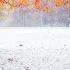 Leaves In Winter Saxophone Acapellas