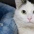 Rescue Cat Strikes A Pose Plus 4 Kittens And A Teen Mom