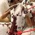 Goat Market Barabanki Bakr Bakramandi Goat Love