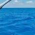 Secret TINY Baits Under A MASSIVE Bird Florida Keys Style Fishing