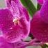 The Beauty Of Orchid Flowers Plants Orchid Vanda