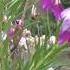 Timeless Beauty Desert Willow