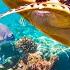 Relaxing Music To Relieve Stress Underwater Wonders Coral Reefs And Colorful Marine Life