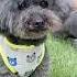 Look What This Loyal Dog Did