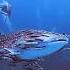 Remora The Ultimate Hitchhiker Of The Ocean Oceanwonders Natureisamazing