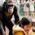 A Tear Jerking Scene In The Zoo The King Of Animals Steps Down From The Altar