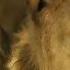 Elton John Circle Of Life