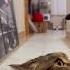 Cute And Funny Cat Wait For Me I Got Little Legs
