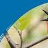 Asia S Migratory Landbirds Uncovering Their Unknown Journeys Webinar BirdLife Asia