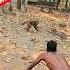 Monkey Vs Man Monkey Monkeys Monkeyplay Monkeyman Shortvideo Monkeyfunny