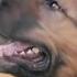 Blues Saraceno Dogs Of War