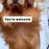 Do You Still Want A Golden Retriever