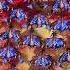 Serral S New Mass Brood Lord Strategy Has Broken StarCraft 2