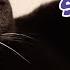 How To Trap A Missing Cat Welome Home Sammy Lucky Ferals S8 E105 Vlog