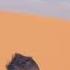 Arabia Song Bahibak Awi Awi