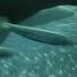 Sardine Feeding Frenzy With Sharks Penguins And More The Hunt BBC Earth