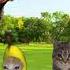 Baby Banana Cat Catmemes Cat Shorts Fyp Bananacat