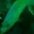 SCUBA Diving The SS Persier Wreck