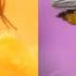 Fruit Flies Vs Gnats What Is The Difference