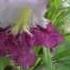 Desert Willow Timeless Beauty San Benito Texas 2012 09 03