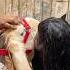 Kuch Din Ka Mehman Qurbani 2025 Love Song Cow Cattleworld Farmanimal Sad Broken