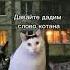 Слова котана Шерсть на диване