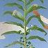 Three Sisters Companion Planting Of North American Indigenous Peoples
