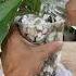 Grow Orchids With Gravel Shorts