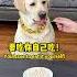 狗 这次我勉为其难的给你个面子 Dog I M Going To Give You A Face This Time 搞笑汪驾到 萌寵 寵物 搞笑 拉布拉多 Doglover