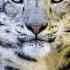 Snow Leopard Sounds
