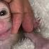 NEWBORN BABY MONKEY MOVES OUT OF BOX