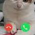 Iphone Ringtone Music Cat Call Calling Ringtones