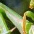 Mantis Mating Wildlife On One Enter The Mantis BBC Earth