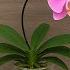 No Soil Needed No Water Needed Orchids Grow 999 Roots All Year Round